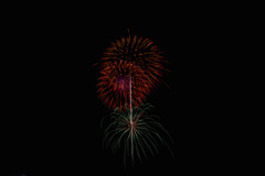 夏の夜に咲く花７