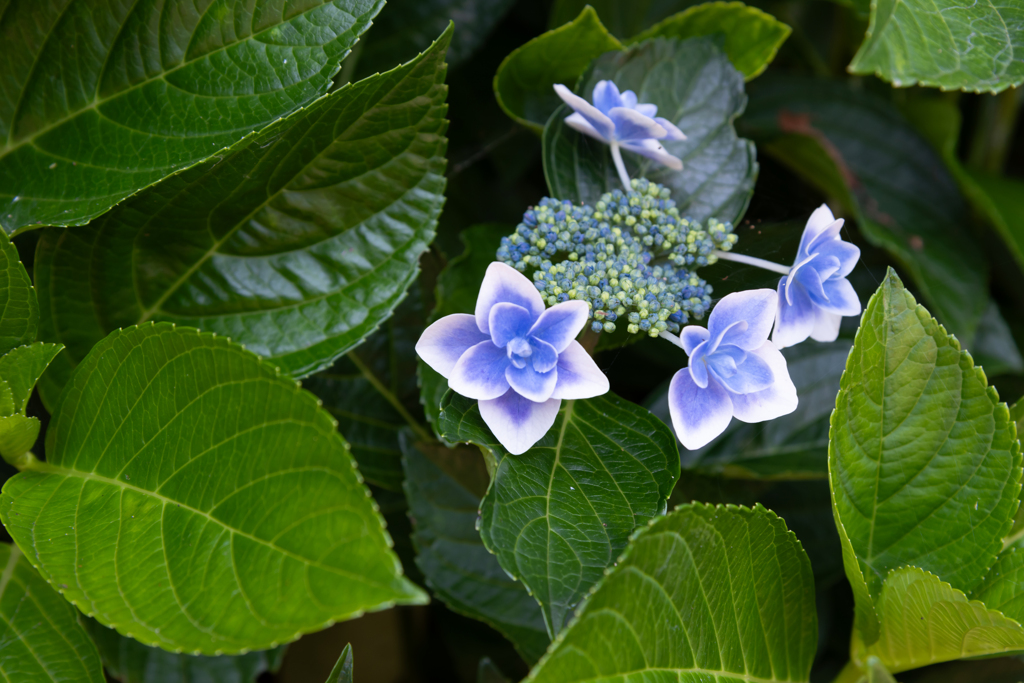 旬花（紫陽花２）