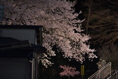 高麗神社の桜（御神木）３