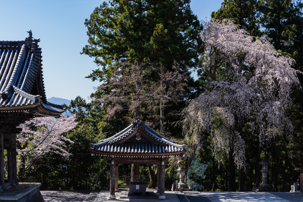 春の久遠寺