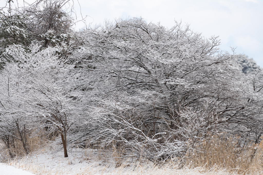 上北地方雪景色-3