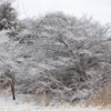 上北地方雪景色-3