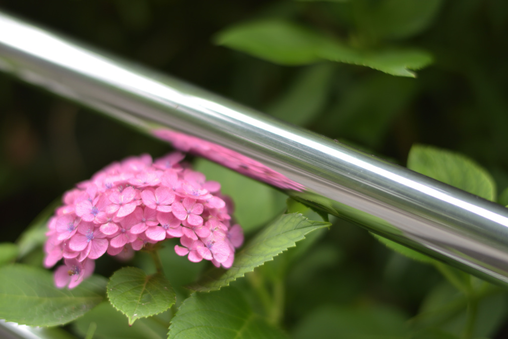紫陽花４（上野公園）