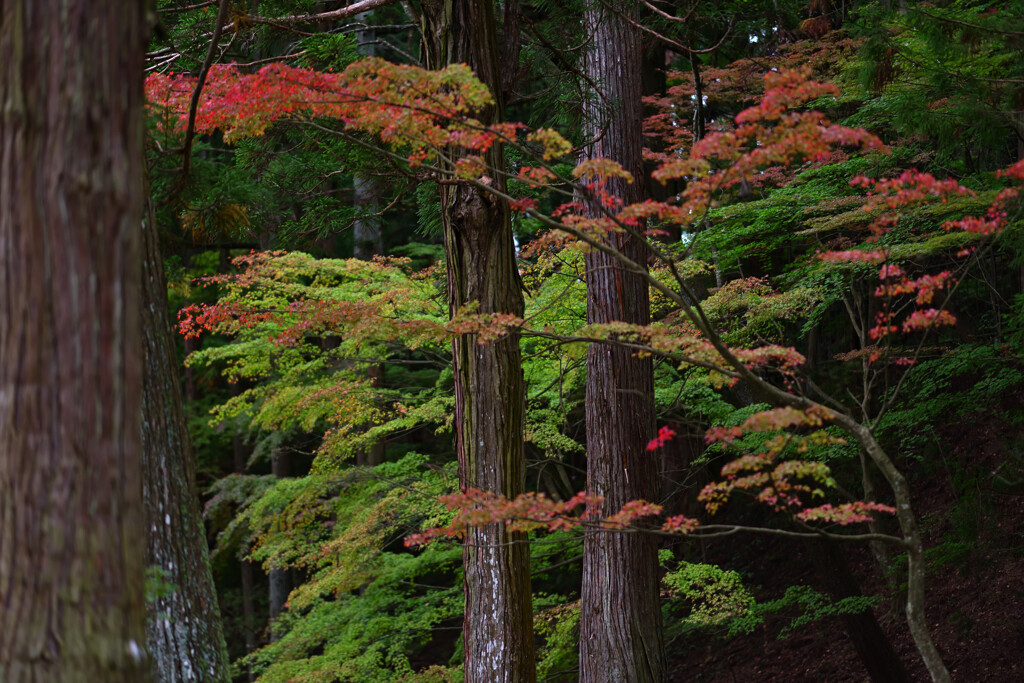 色づく紅葉６