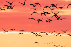 ガン類の塒立ち（2025年師走）５