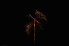 夏の夜に咲く花２７