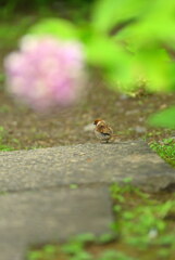 紫陽花越し