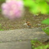 紫陽花越し