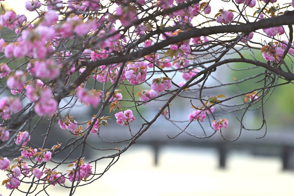 皇居の桜（竹橋付近）３