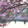 皇居の桜（竹橋付近）３