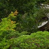 醍醐寺・金堂