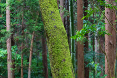 苔むした木