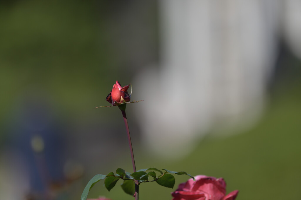 秋薔薇（旧古河庭園）９