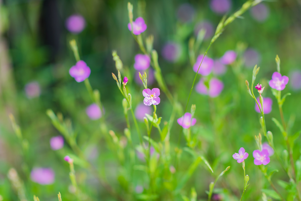 草花