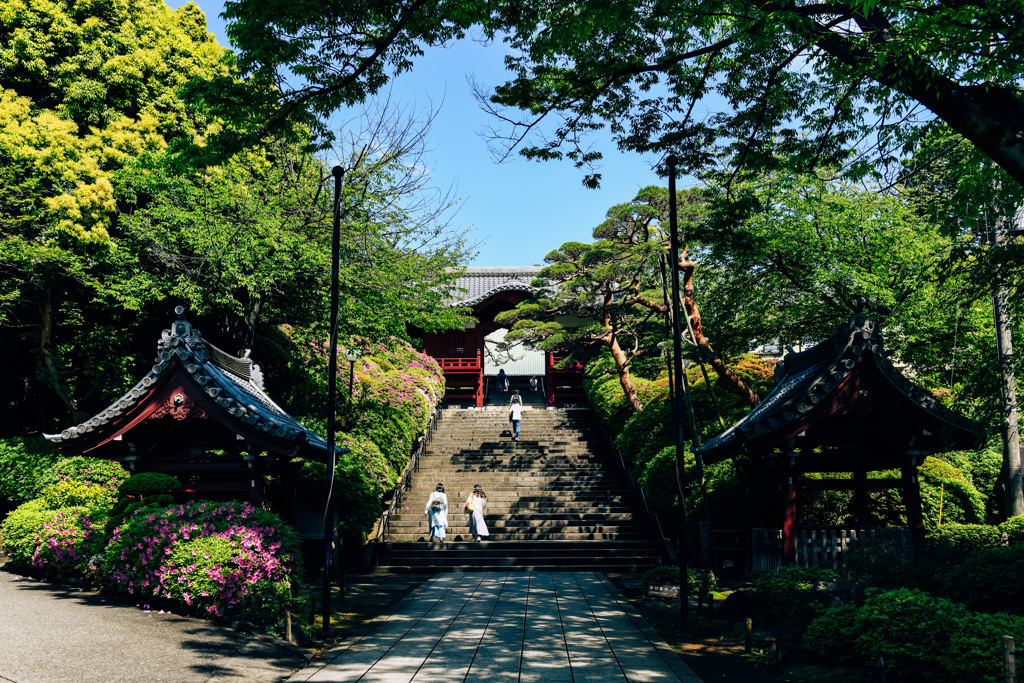 花咲く寺（護国寺）２