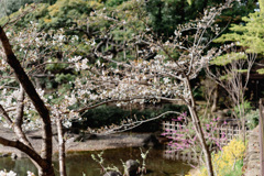 桜花２