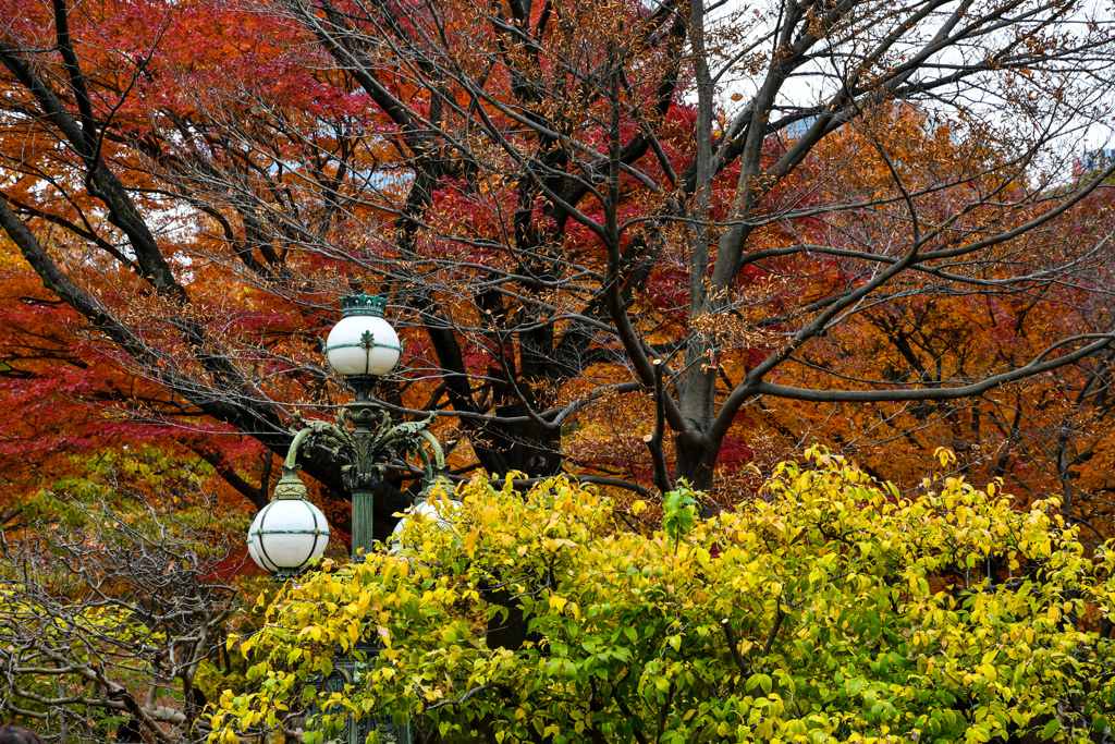晩秋の皇居