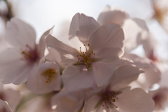 桜花