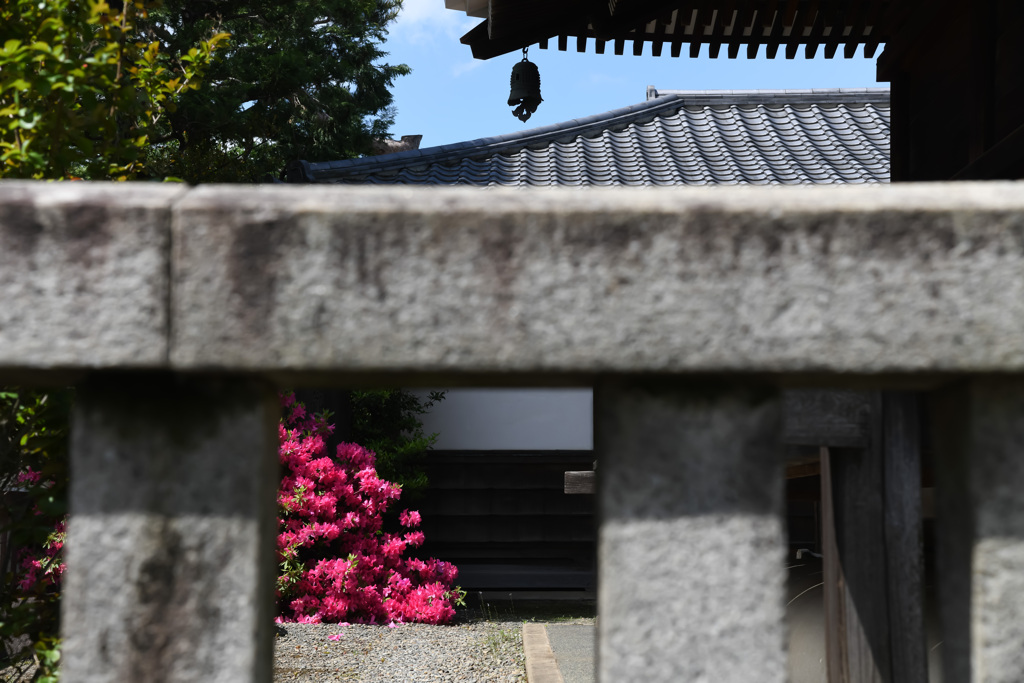 花咲く寺（護国寺）７