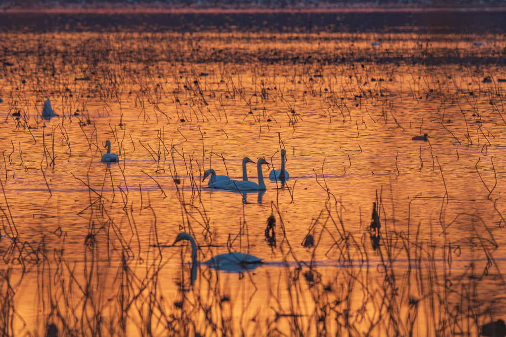 伊豆沼朝景２（2025年師走）