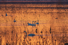 伊豆沼朝景２（2025年師走）