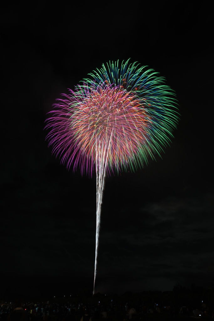 夏の夜に咲く花７１