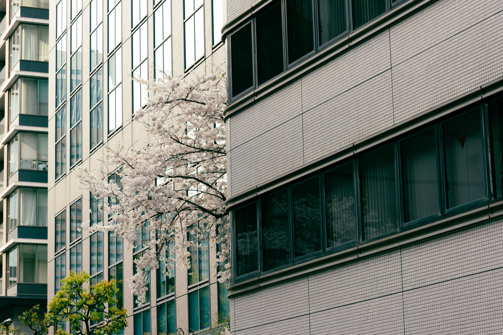 神谷町の桜