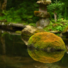 苔玉（三千院）