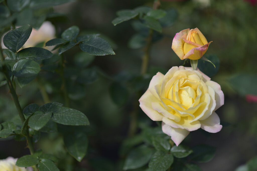 秋薔薇（旧古河庭園）１３