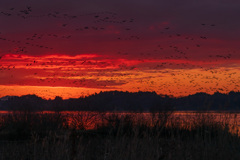 ガン類の塒立ち（2025年師走）