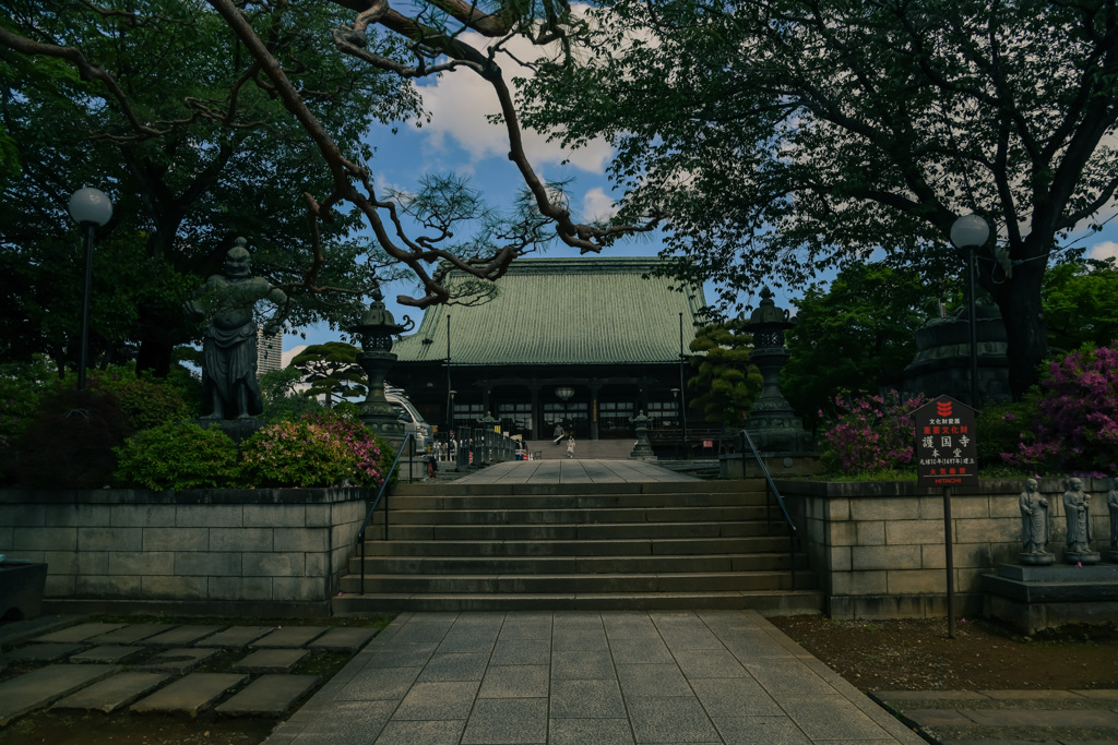 花咲く寺（護国寺）６