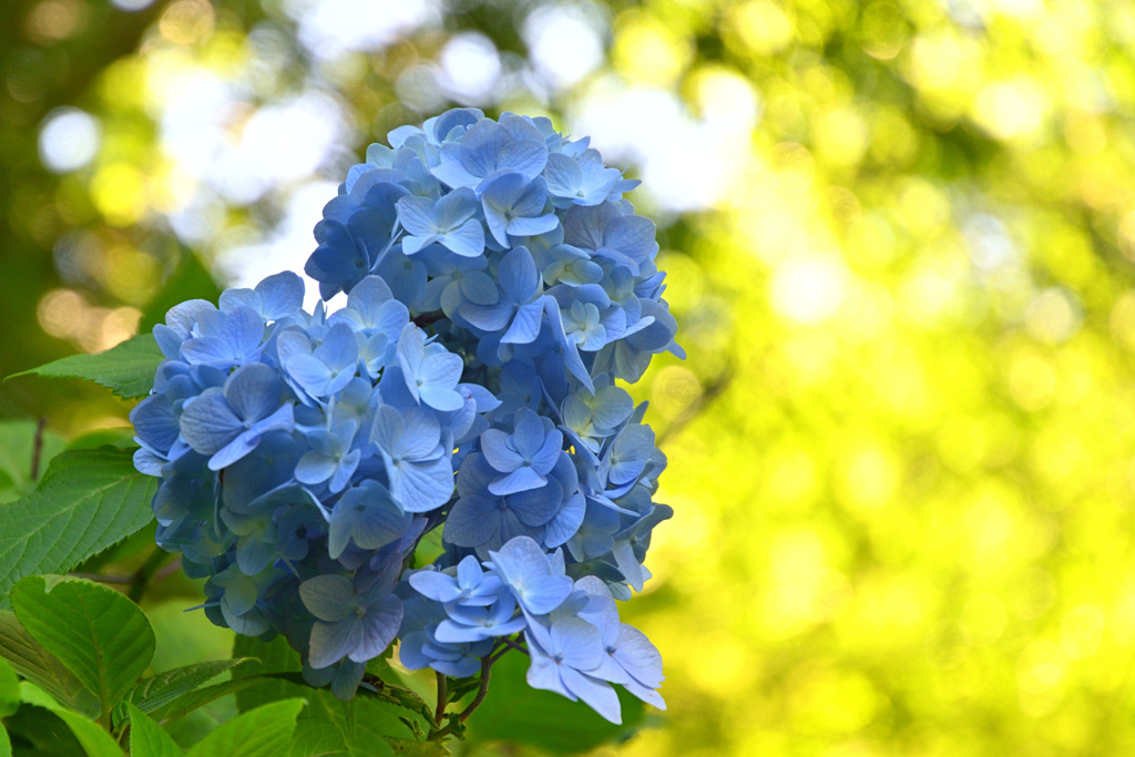 紫陽花（水色キラキラ）