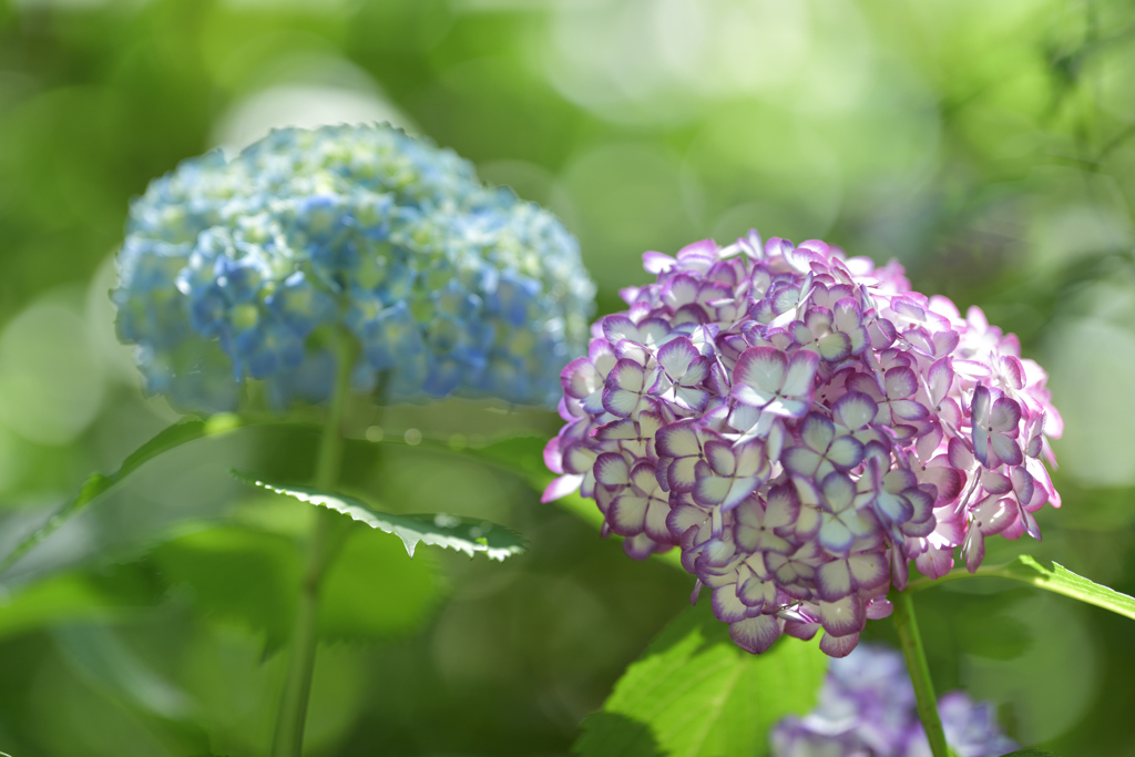 紫陽花（明月院にて）