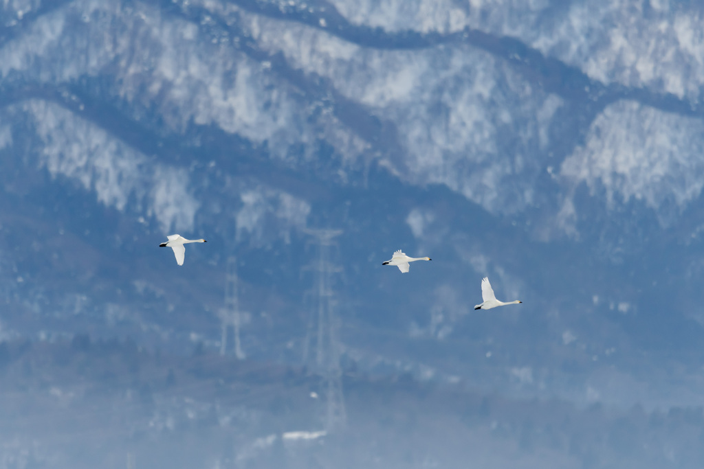白鳥の舞