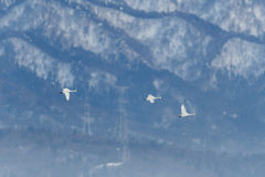 白鳥の舞