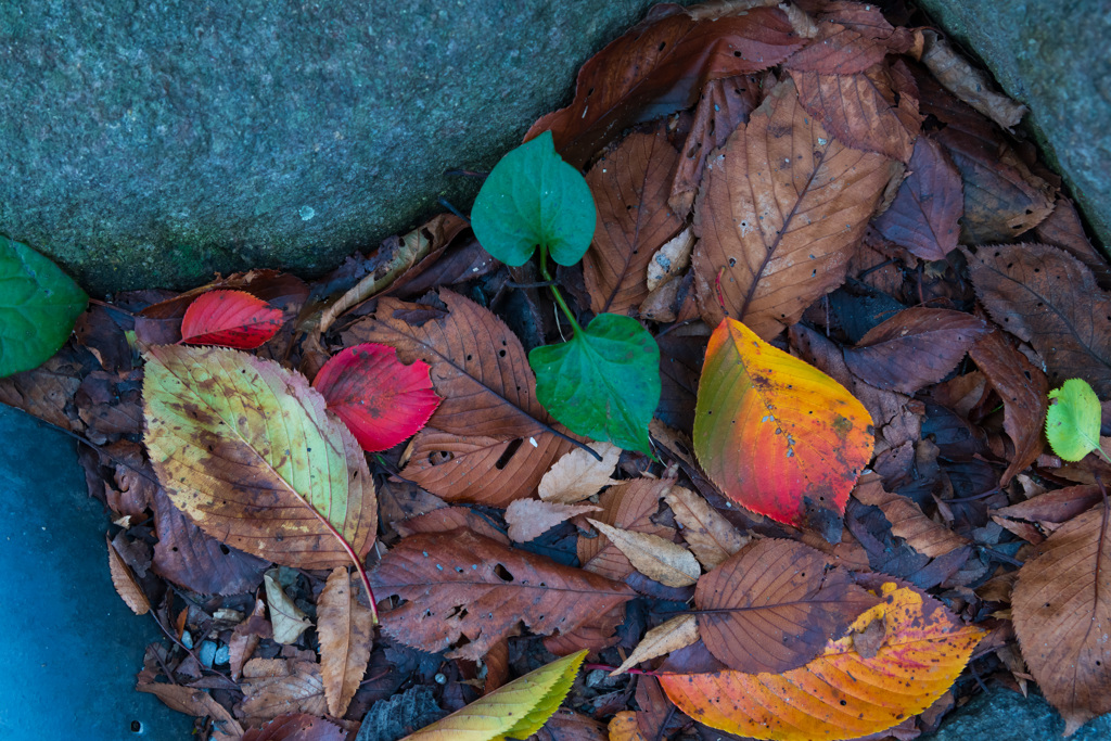 足元のパレット