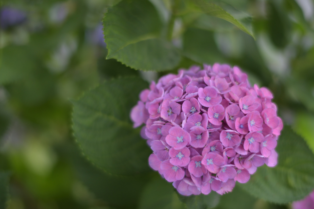 紫陽花９（上野公園）