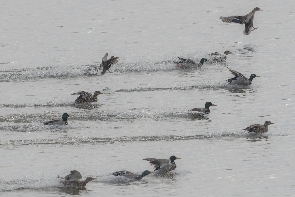 水鳥の舞６