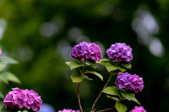 紫陽花３（近所の公園）