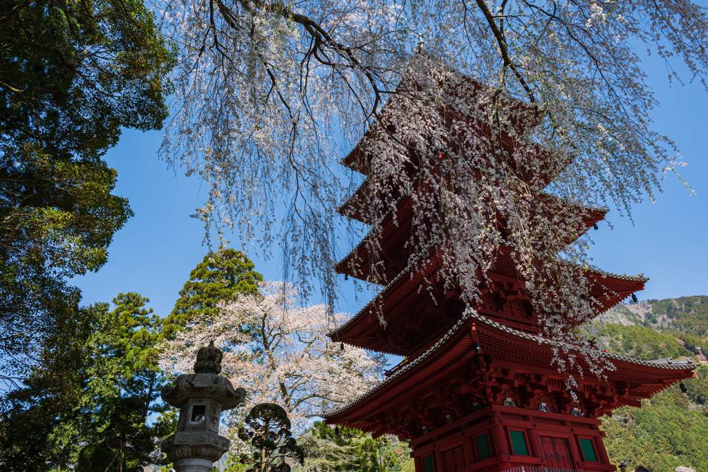 春の久遠寺