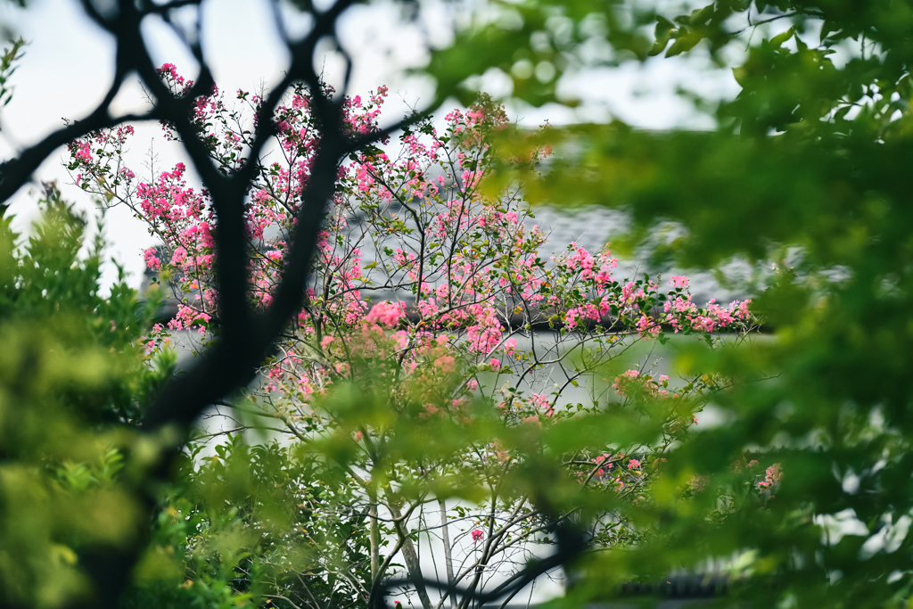 池上本門寺の百日紅