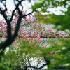 池上本門寺の百日紅