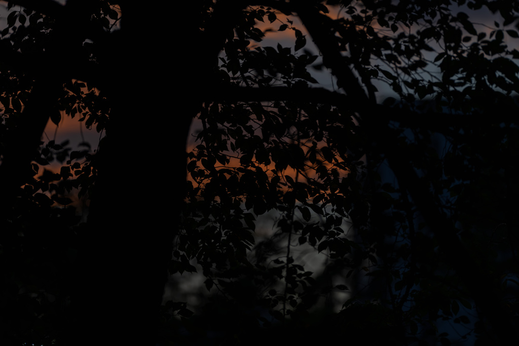 晩夏夕景２
