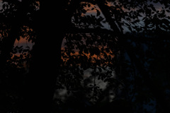晩夏夕景２