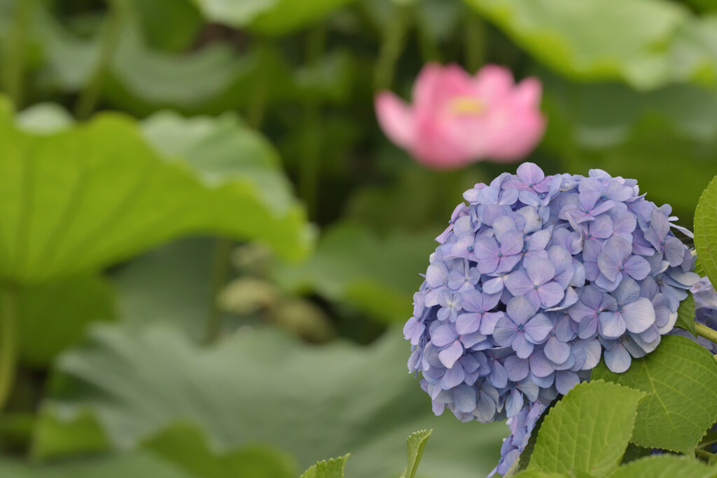 紫陽花１１（上野公園）