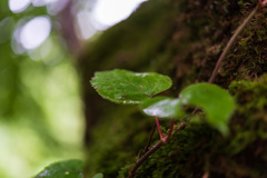 苔むした木３