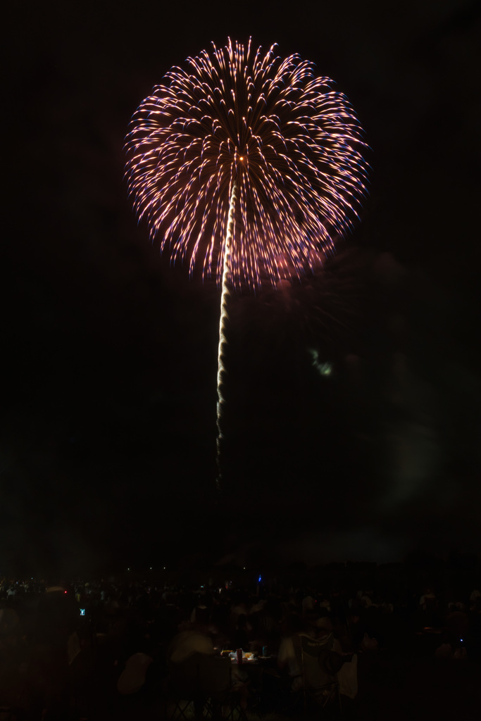 夏の夜に咲く花５６