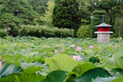 新潟白山神社（蓮池）