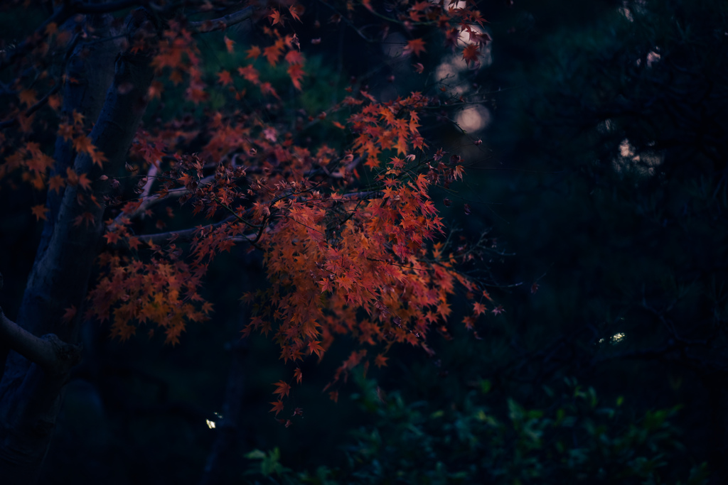 冬紅葉４