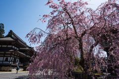 春の久遠寺